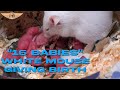 White Mouse giving birth / Geburt (Rare) / Remastered 1080p60