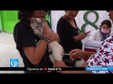 Video: Arranca vacunación antirrábica para perros y gatos en el Edomex