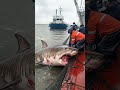 Crew Processes Fierce Shark on Deck#Fishing Operation#Deck Operation#Shark Processing