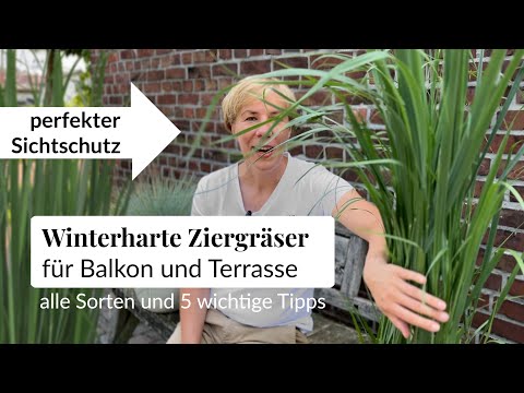 Nutze winterharte Gräser wie Pampasgras & Co auf deinem Balkon als Ziergras oder Sichtschutz-5 Tipps