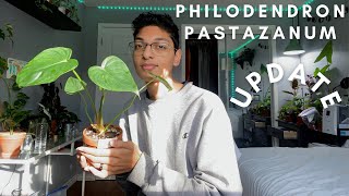 Philodendron Pastazanum Import Update || How I Care for My Pastazanum from Ecuador