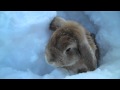 Rabbits playing in the snow! 