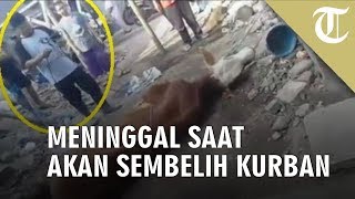 Tukang Jagal Meninggal saat akan Sembelih Hewan Kurban