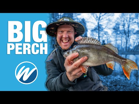 The Big Perch Challenge!
