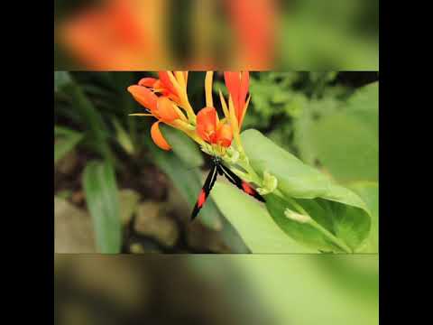 Relaxing music with Amazing nature || Beautiful flowers || Amazing nature scenery ||