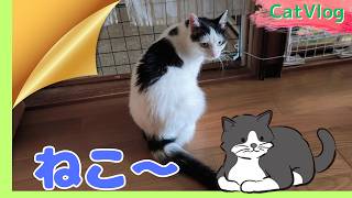 【CatsVlog】猫部屋の住人でない猫 #猫動画 #可愛い猫 #保護猫