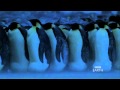 Emperor Penguins in Antarctica - BBC Planet Earth