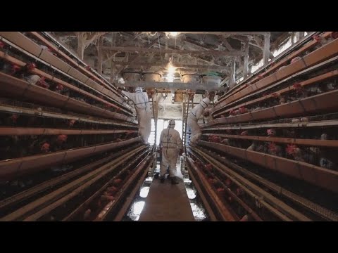 ドイツの鳥インフルエンザ:危険ですか?