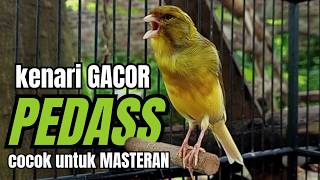 Download lagu Masteran KENARI GACOR ngeroll panjang,Cuit Cuit Emosi AMPUH bikin kenari nyaut ,Masteran MURAI BATU mp3 Download lagu Masteran KENARI GACOR ngeroll panjang,Cuit Cuit Emosi AMPUH bikin kenari nyaut ,Masteran MURAI BATU mp3