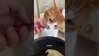 Garoto tem uma Gatinha que Ama Arroz 🐈❤️