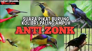 Download lagu SUARA PIKAT KOLIBRI 100% AMPUN ANTI ZONK... mp3 Download lagu SUARA PIKAT KOLIBRI 100% AMPUN ANTI ZONK... mp3