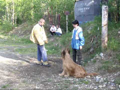 training protection, briard Monika