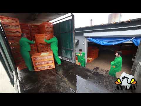 Ящики для перевозки индюков и гусей, ящики для птицы 97х57х42см