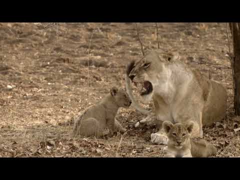 Africas Hunters - Brothers in Arms