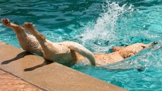 Animals are the best at making us laugh - Funny animal compilation