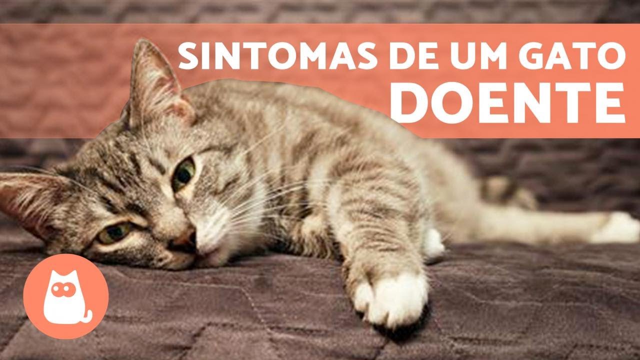 Como SABER se meu GATO está DOENTE? 😿 (9 sintomas)