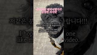 강아지랑 #애견동반해외여행 갈때 필수체크✅검역증명서 는 농림축산본부에 ⭐평일방문⭐대체공휴일까지 빨간날은 평일이어도 무조건 쉬니까‼️