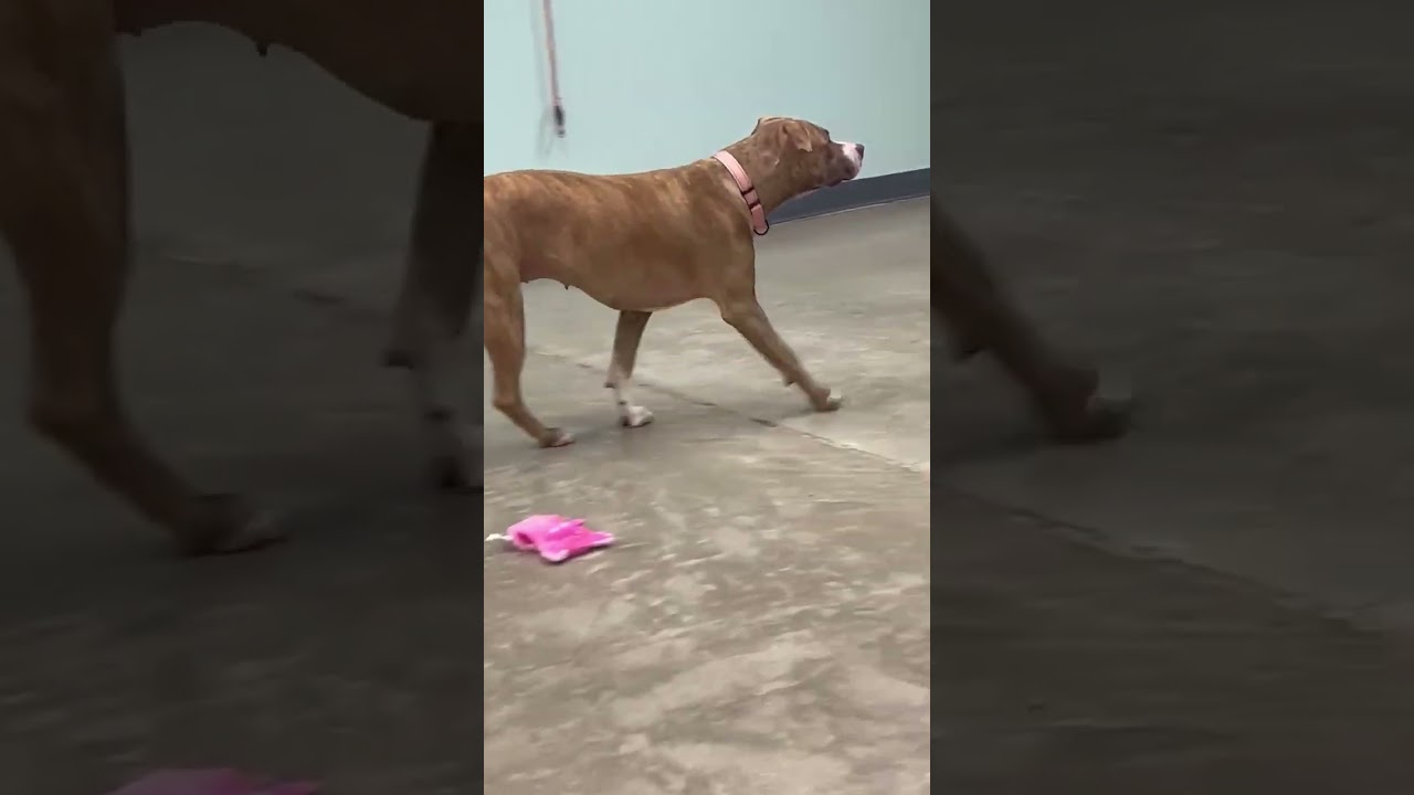 Enlarge Nora, a Adoptable mixed breed in Archbold , OH video 4/5