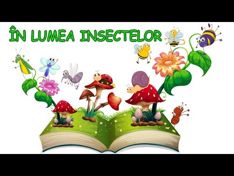În lumea insectelor | Cunoașterea mediului