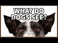 The Unknown Truth About Dog Vision