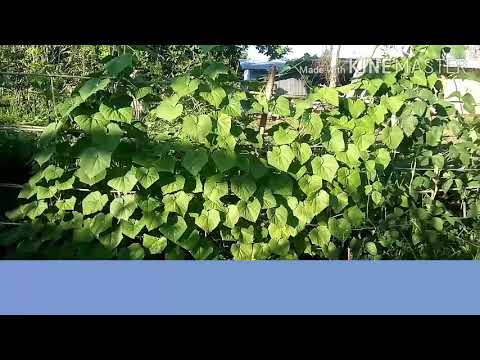 Julius Jiwat Sodomon ( Langad ku dikoyu ) Cover by: J.jomius Agang