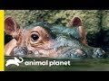 How Does A Hippo Torpedo Through The Water How Do Animals Do That