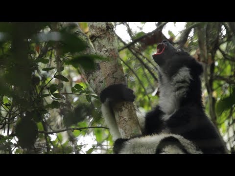 Meet the Indri