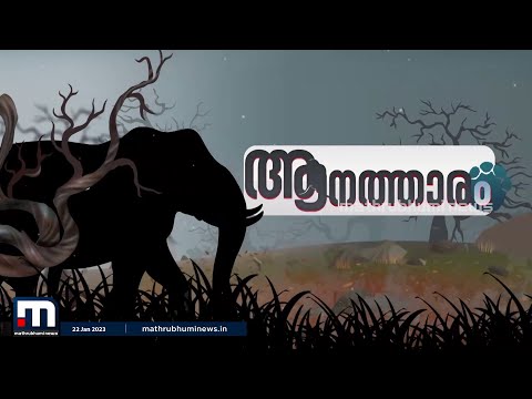 ആനത്താരം; പി ടി 7 അല്ല അവൻ ഇനി 'ധോണി' | Mathrubhumi News | p t 7 |