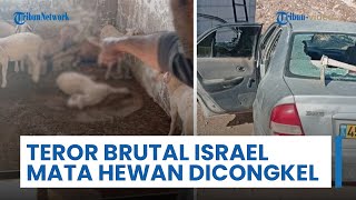 Pemukim Israel Bertopeng Serang Ternak Warga Palestina, 10 Domba Tewas dengan Mata Tercongkel