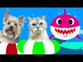 Gato Y Perro Bebé Tiburón Baby Shark En Español Canciones Infantiles Con Nastya Y Senya