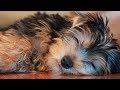 Johnny Rivers - What's The Difference (Lyrics)  [HD]