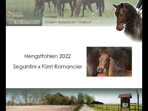 Hengstfohlen 2022 - Segantini x Fürst Romacier