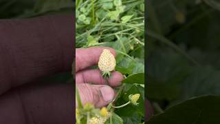 Five Reasons To Grow Alpine Strawberries And One Reason Not Too