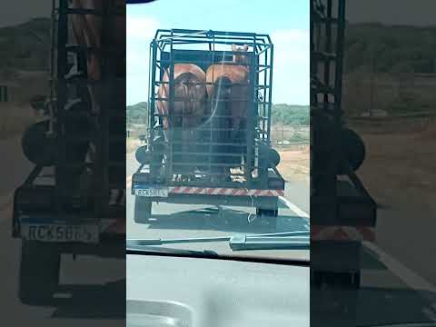 Transporte de cavalo,Senador Canedo go