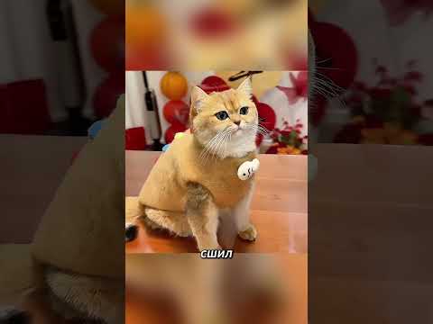 The Man Who Turned Cat Fur Into Fashion #shorts