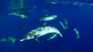 Amazing Sea world HD Whatsapp status videos free d