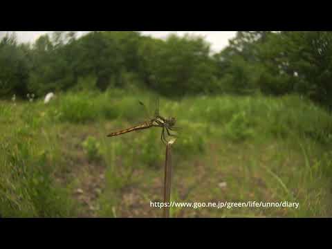 高原のアキアカネ2024