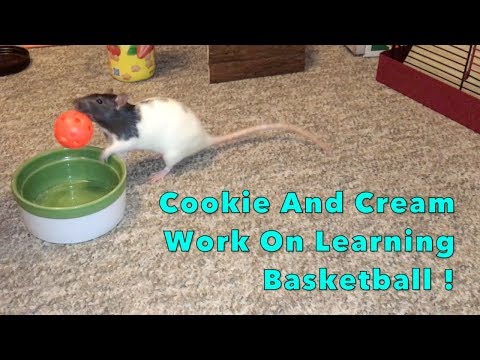 Cookie And Cream Learn Basketball (Part 1)