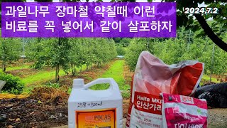 과일나무 장마철에 꼭 이런 비료를 약 살포할때 같이 넣어서 살포하자
