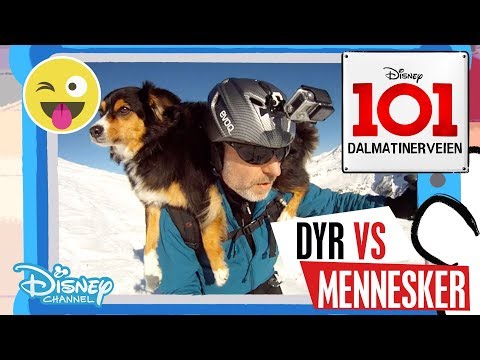 Dalmatinerveien 101 | Dyr vs Mennesker: Vinter ❄️- Disney Channel Norge