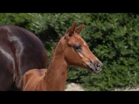 Klok’s Ariella (filly by Dynamic Dream)