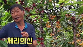 스승님의 체리농장 공개!