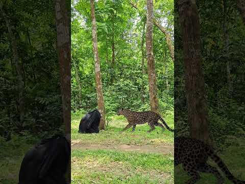 Leopard attack #126# #vfx #cheetah #virals #shorts