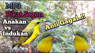 Download lagu Suara Pikat Sogon Anakan Vs Indukan Paling Ampuh Anti Gagal mp3