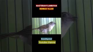 Download lagu 🔴 Flamboyan full nembak sadis‼ mp3