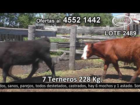 Lote 7 Terneros 6 SH c/  HE y 1 SH c/  AA 228kg -  en Costas de Rosario- Ruta 2 Km 133.500