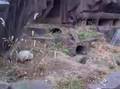 Badger