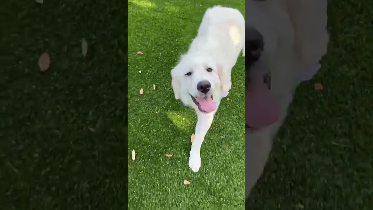 Snowy, an adopted Great Pyrenees in Southport, CT video 2/6