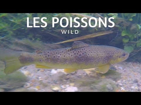 LES POISSONS DE NOS RIVIÈRES