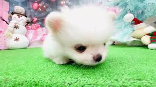 ハーフ犬の動画01